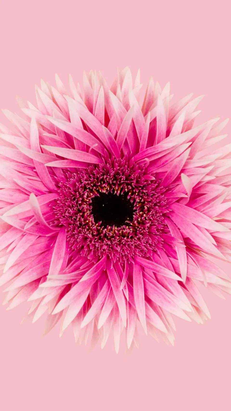 Close-up of a pink gerbera